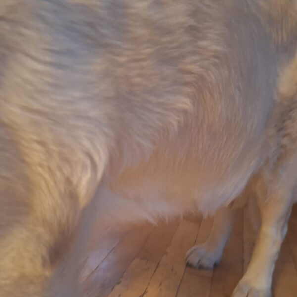 Maja Bauch mit C-Wurf