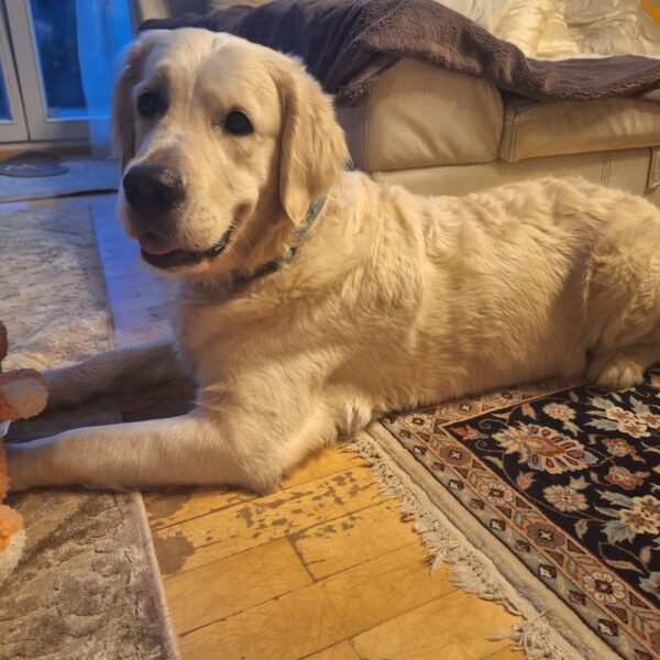 Maja trächtig mit C-Wurf