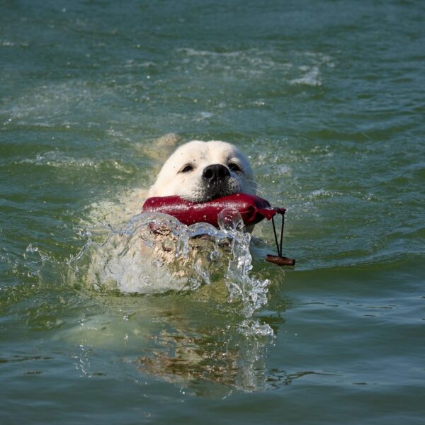 Alik_cwurf_schwimmend